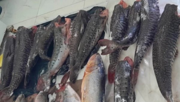 Operativo en Esquina: decomisan 34 peces y carne de ciervo tras denuncia anónima